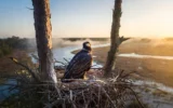 Georgia coastal bald eagle at pine nest over marsh