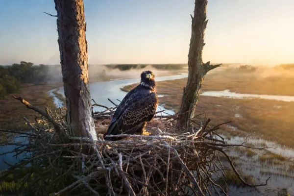 Georgia coastal bald eagle at pine nest over marsh