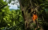 Georgia government approves Gogni wind farm Red List tree removal