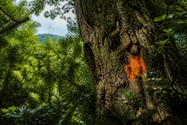 Georgia government approves Gogni wind farm Red List tree removal