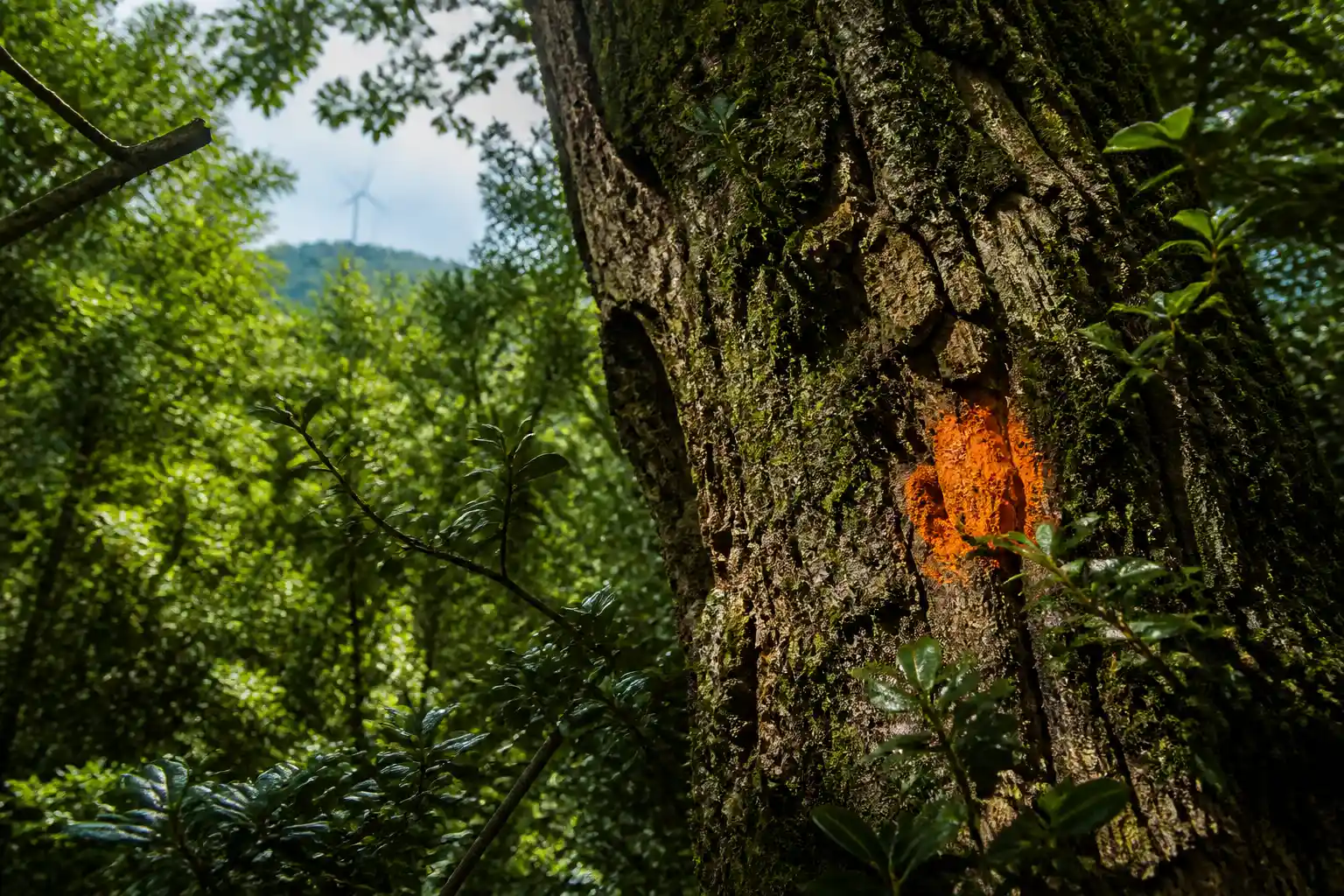 Georgia government approves Gogni wind farm Red List tree removal