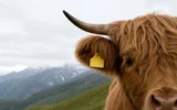 Georgia Meat Producers Association FAO NAITS livestock traceability project