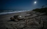 Georgia sea turtle nesting season on barrier islands