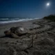 Sea Turtle Nesting Is Underway Along Georgia's Coast
