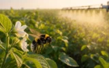 Georgia Tech sulfoxaflor pesticide bumblebee reproduction study findings