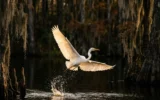 Okefenokee Swamp UNESCO World Heritage Site designation Georgia wildlife refuge