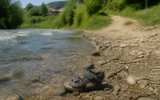 Elene Sakheishvili Khobistskali River body recovery Khobi Georgia