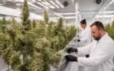 Fine Fettle Macon medical cannabis cultivation facility tour Georgia