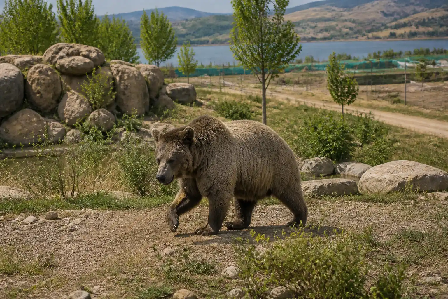 Tbilisi Zoo Caucasus exhibition brown bear enclosure test opening