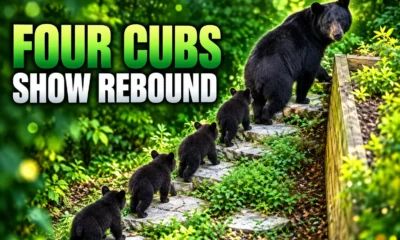 Georgia black bear four cubs Blue Ridge stone path