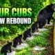 Georgia black bear four cubs Blue Ridge stone path