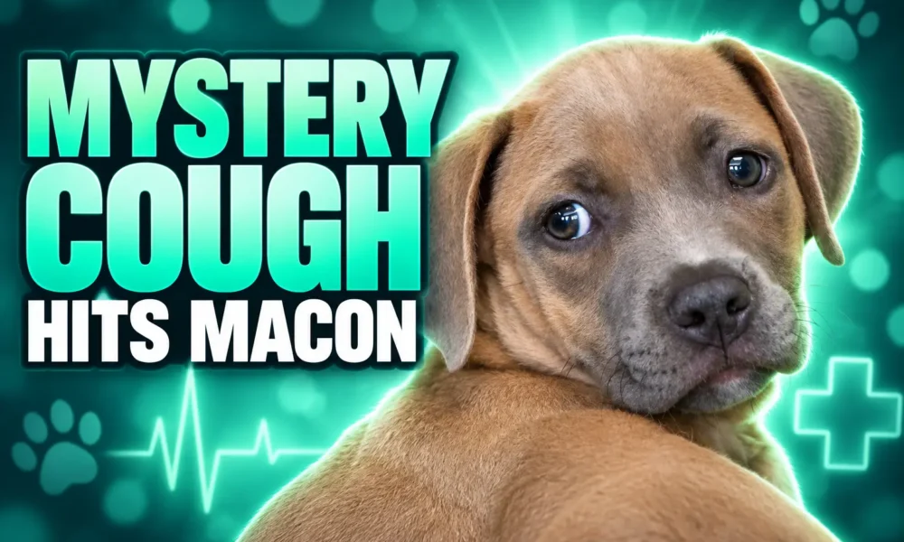 Georgia mystery dog cough hits Macon clinic