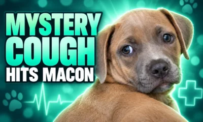 Georgia mystery dog cough hits Macon clinic