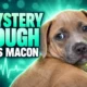 Georgia mystery dog cough hits Macon clinic