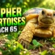Georgia gopher tortoise 65 populations conservation goal