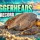 Georgia loggerhead sea turtle record nest count