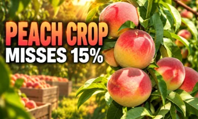 Georgia peach harvest 2025 USDA production totals