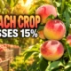 Georgia peach harvest 2025 USDA production totals