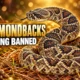 Georgia bans killing eastern diamondback rattlesnakes