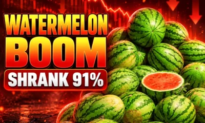 Georgia watermelon exports drop 91 percent 2026
