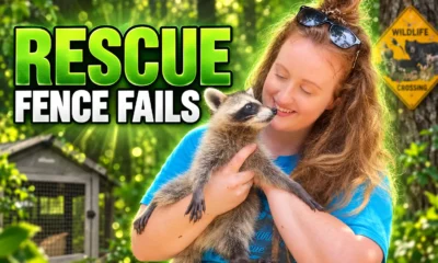 Tifton wildlife rescue fence fails nine animals