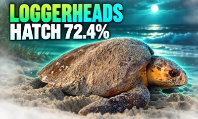 Little St Simons Island loggerhead hatch success 2026