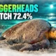 Little St Simons Island loggerhead hatch success 2026