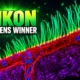 Nikon Small World in Motion AI winner review